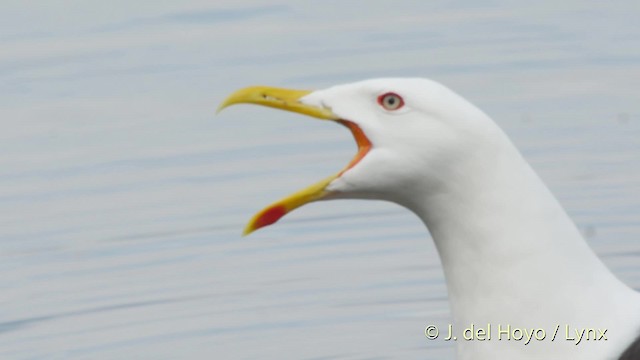 Lesser Black-backed Gull (fuscus) - ML201533401