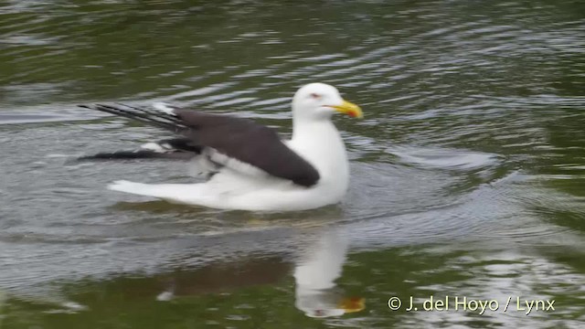 Lesser Black-backed Gull (fuscus) - ML201533411