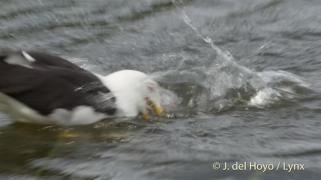 Lesser Black-backed Gull (fuscus) - ML201533421