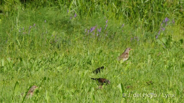 European Starling - ML201533451