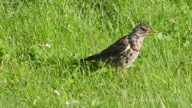 Fieldfare - ML201533471