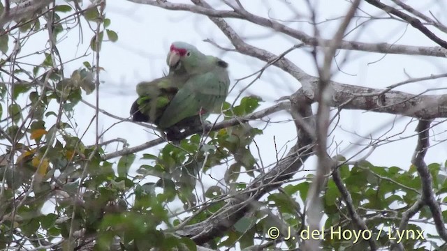 Red-lored Amazon (Red-lored) - ML201533571