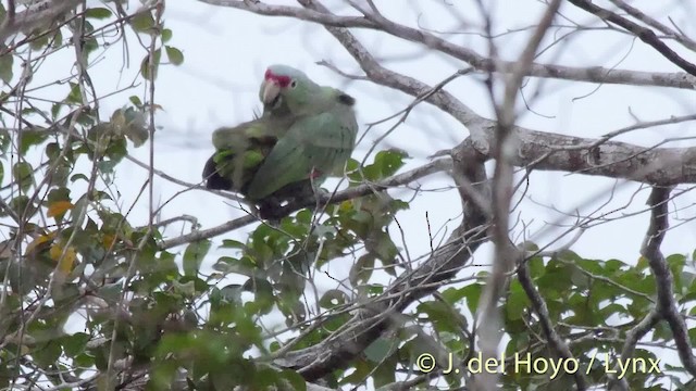 キホオボウシインコ（autumnalis／salvini） - ML201533571