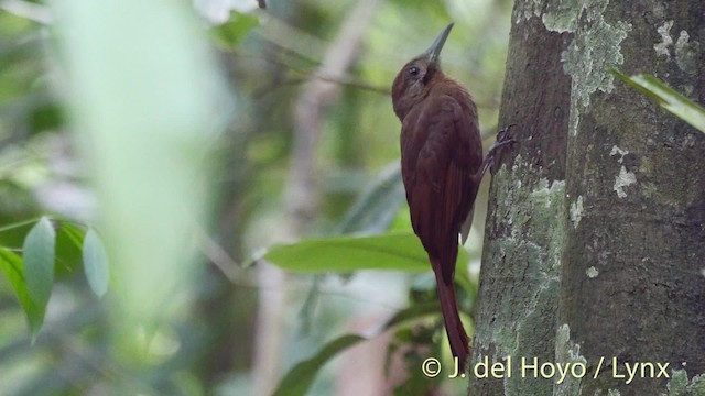 Plain-brown Woodcreeper (Plain-brown) - ML201533631