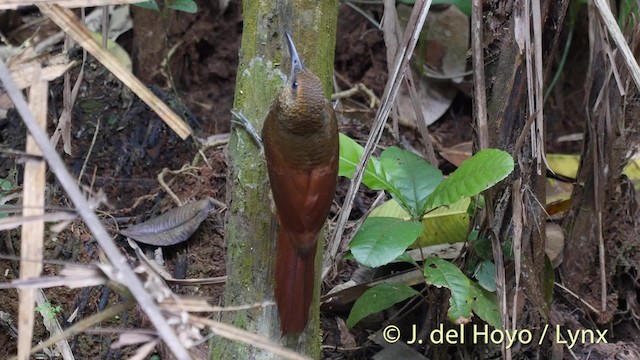 Northern Barred-Woodcreeper (Western) - ML201533651