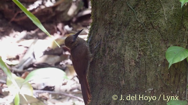 Northern Barred-Woodcreeper (Western) - ML201533661