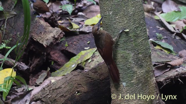 Northern Barred-Woodcreeper (Western) - ML201533671