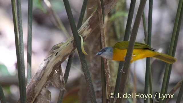 Tangara Cabecigrís (grupo spodocephalus) - ML201533781