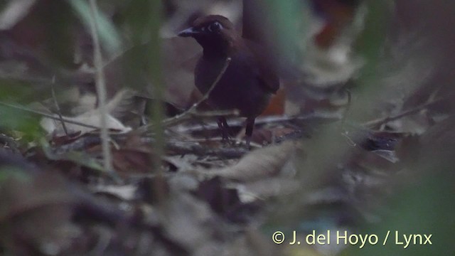 Black-faced Antthrush (Central American) - ML201533791