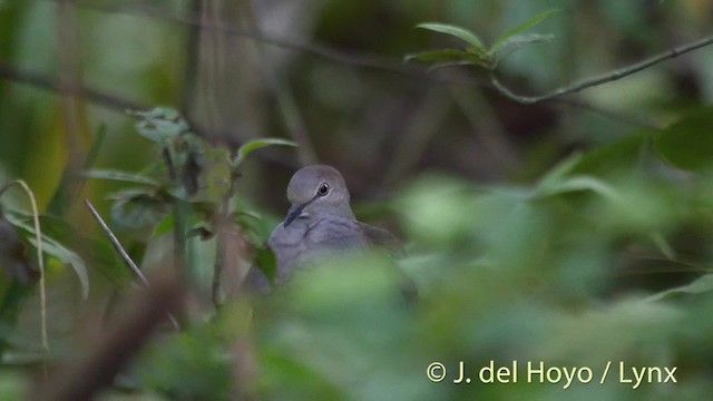 Paloma Montaraz Pechigrís (cassinii) - ML201533831