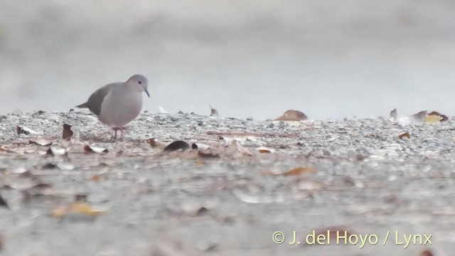 White-tipped Dove (White-tipped) - ML201533841