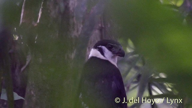 Collared Forest-Falcon - ML201533871