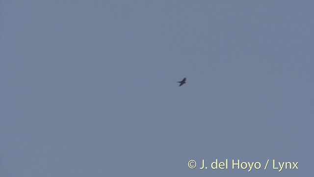 White-nest Swiftlet (Germain's) - ML201533891