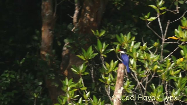 Black-capped Kingfisher - ML201533991