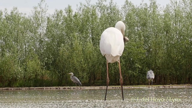 Чепура велика (підвид alba) - ML201534491