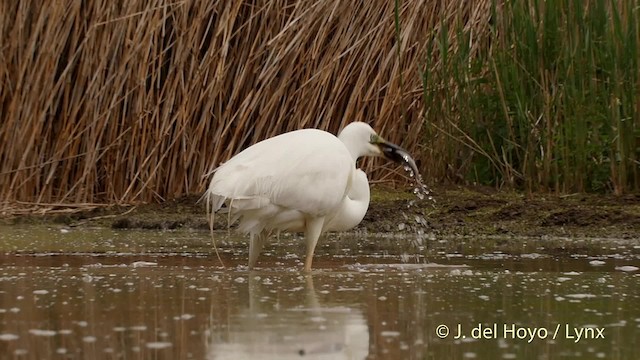 Grande Aigrette (alba) - ML201534501