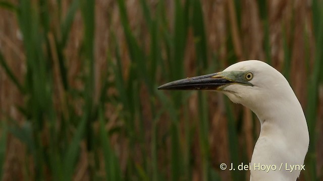 Grande Aigrette (alba) - ML201534521