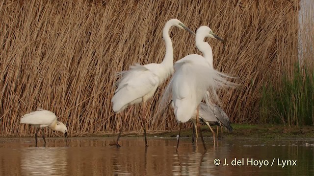 Great Egret (alba) - ML201534571