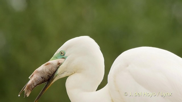 Great Egret (alba) - ML201534581