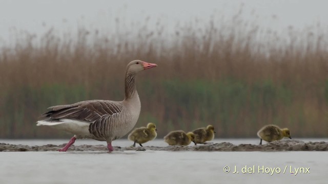 Серый гусь (Европейский) - ML201534601