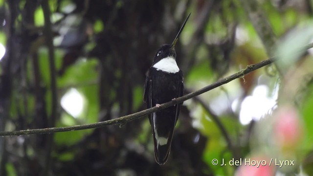 hvitbrystinka (torquata gr.) - ML201534611