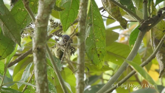 Capped Conebill (White-capped) - ML201534621