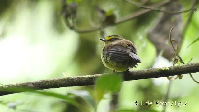 Yellow-bellied Chat-Tyrant - ML201534631