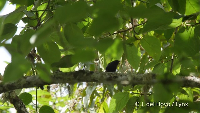 White-sided Flowerpiercer - ML201534641