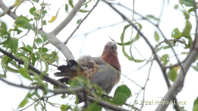 Dwarf Cuckoo - ML201534651