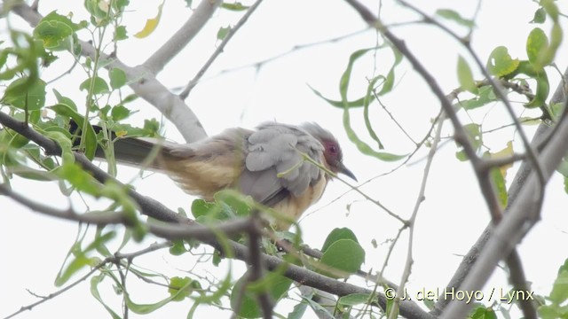 Dwarf Cuckoo - ML201534661