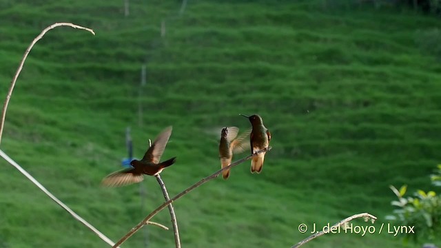 kolibřík žlutoocasý - ML201534691
