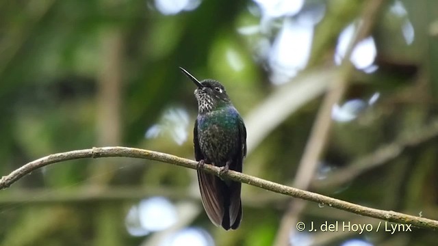 kolibřík turmalinový - ML201534741