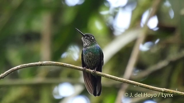 Colibrí Turmalina - ML201534741