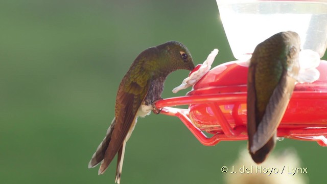 Colibrí Turmalina - ML201534751