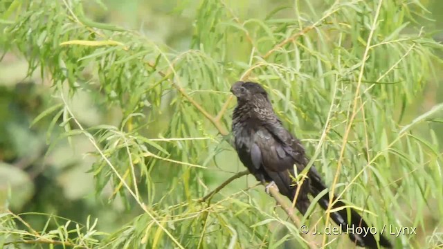 Smooth-billed Ani - ML201534811