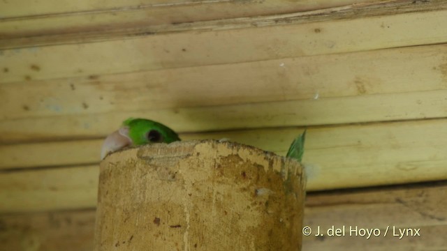 アオメルリハシインコ - ML201534821