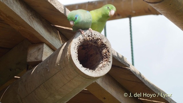アオメルリハシインコ - ML201534831