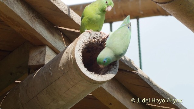 アオメルリハシインコ - ML201534841