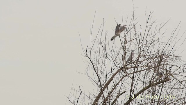 Common Wood-Pigeon (White-necked) - ML201534891