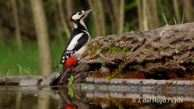 Great Spotted Woodpecker (Great Spotted) - ML201534951