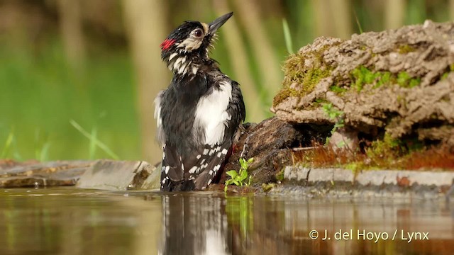 Great Spotted Woodpecker (Great Spotted) - ML201535021