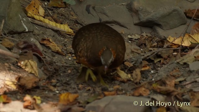 Scaly-breasted Partridge (Green-legged) - ML201535041