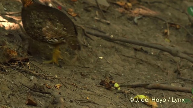 Torquéole des bois (groupe chloropus) - ML201535051