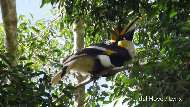 Great Hornbill - ML201535101