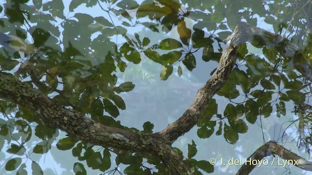 Great Hornbill - ML201535111