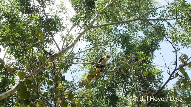 Great Hornbill - ML201535121