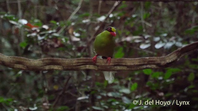 Common Green-Magpie (Common) - ML201535171