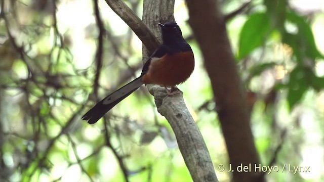 White-rumped Shama (White-rumped) - ML201535191