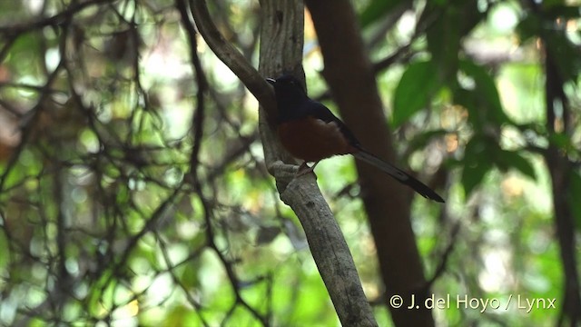 White-rumped Shama (White-rumped) - ML201535201