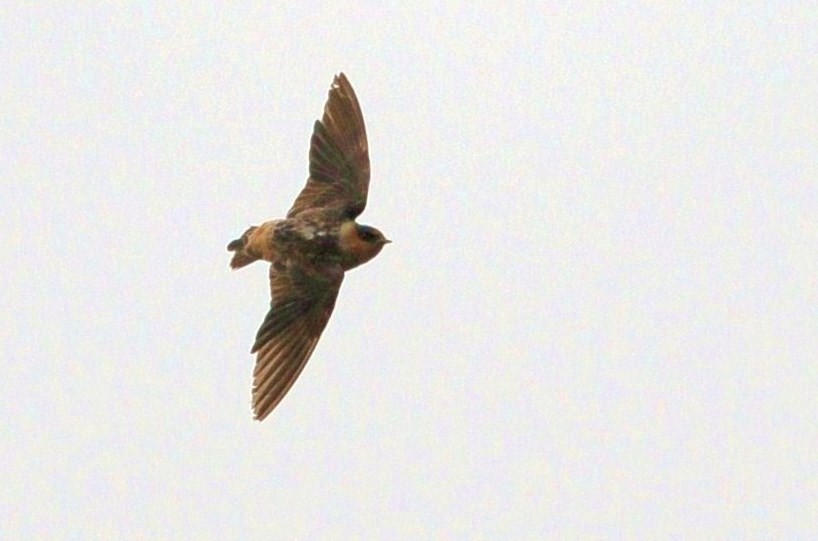 Cave Swallow - Jim Pawlicki